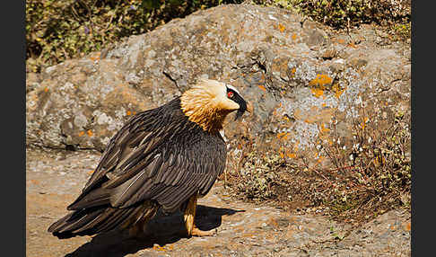 Bartgeier sspec. (Gypaetus barbatus meridionalis)