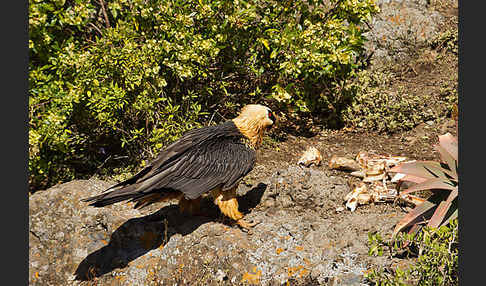 Bartgeier sspec. (Gypaetus barbatus meridionalis)