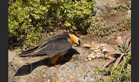 Bartgeier sspec. (Gypaetus barbatus meridionalis)