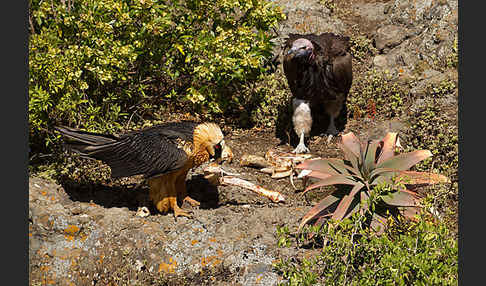 Bartgeier sspec. (Gypaetus barbatus meridionalis)