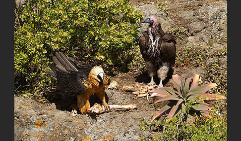 Bartgeier sspec. (Gypaetus barbatus meridionalis)