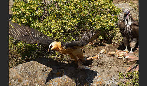 Bartgeier sspec. (Gypaetus barbatus meridionalis)