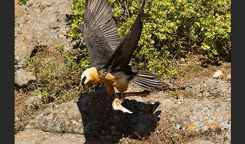 Bartgeier sspec. (Gypaetus barbatus meridionalis)