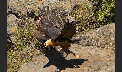 Bartgeier sspec. (Gypaetus barbatus meridionalis)