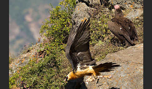 Bartgeier sspec. (Gypaetus barbatus meridionalis)