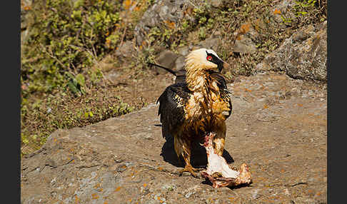 Bartgeier sspec. (Gypaetus barbatus meridionalis)