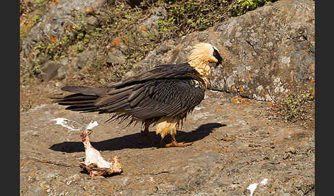 Bartgeier sspec. (Gypaetus barbatus meridionalis)