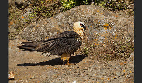 Bartgeier sspec. (Gypaetus barbatus meridionalis)