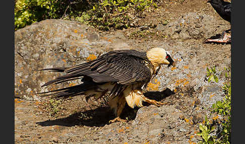 Bartgeier sspec. (Gypaetus barbatus meridionalis)