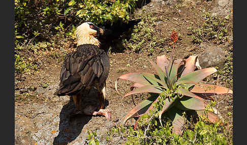 Bartgeier sspec. (Gypaetus barbatus meridionalis)