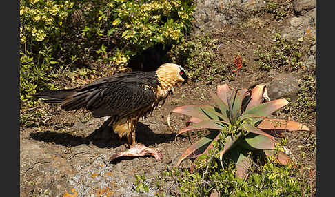 Bartgeier sspec. (Gypaetus barbatus meridionalis)