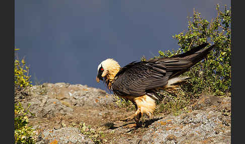 Bartgeier sspec. (Gypaetus barbatus meridionalis)