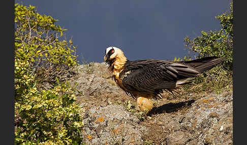 Bartgeier sspec. (Gypaetus barbatus meridionalis)