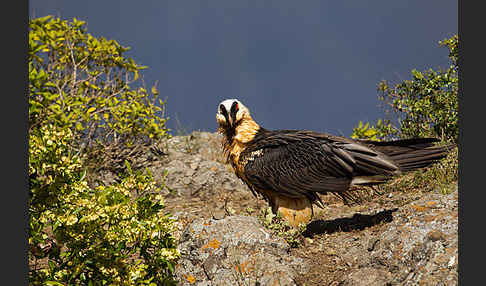 Bartgeier sspec. (Gypaetus barbatus meridionalis)