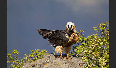 Bartgeier sspec. (Gypaetus barbatus meridionalis)