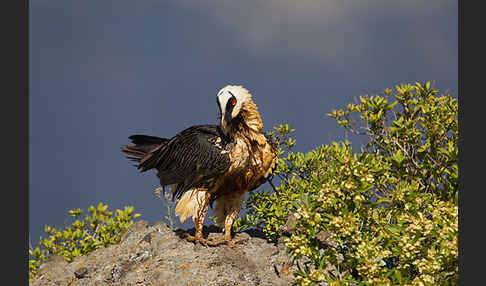 Bartgeier sspec. (Gypaetus barbatus meridionalis)