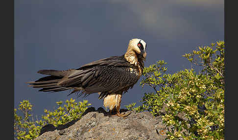 Bartgeier sspec. (Gypaetus barbatus meridionalis)