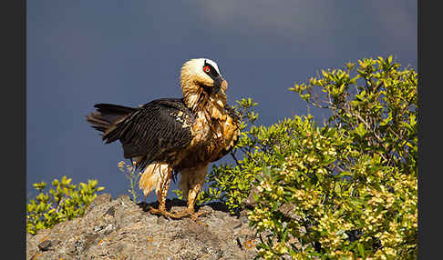 Bartgeier sspec. (Gypaetus barbatus meridionalis)