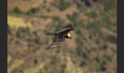 Bartgeier sspec. (Gypaetus barbatus meridionalis)