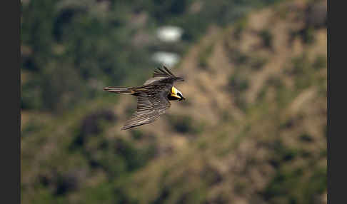 Bartgeier sspec. (Gypaetus barbatus meridionalis)