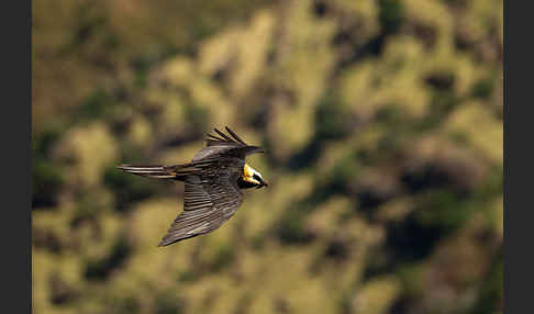 Bartgeier sspec. (Gypaetus barbatus meridionalis)