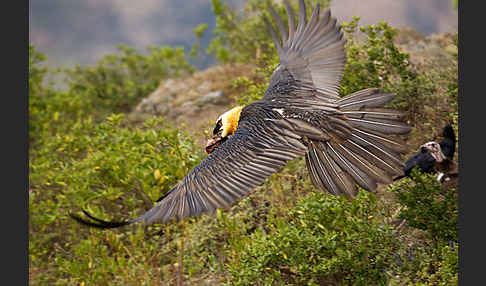 Bartgeier sspec. (Gypaetus barbatus meridionalis)