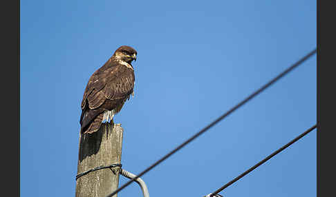 Augurbussard (Buteo augur)