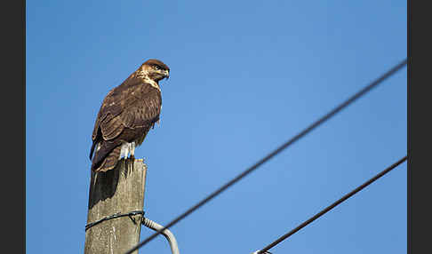 Augurbussard (Buteo augur)