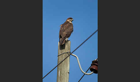 Augurbussard (Buteo augur)