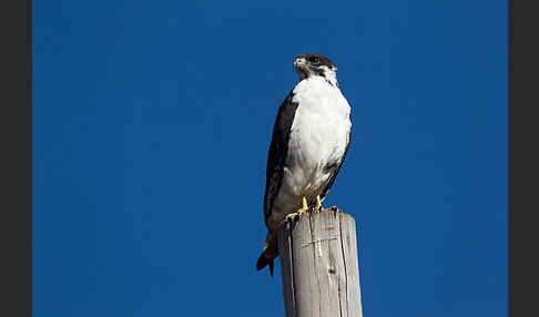 Augurbussard (Buteo augur)