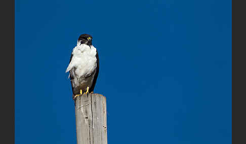 Augurbussard (Buteo augur)