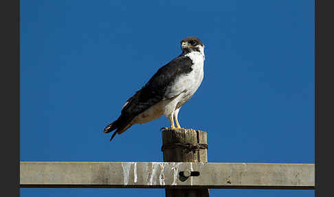 Augurbussard (Buteo augur)