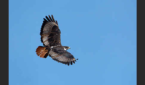 Augurbussard (Buteo augur)