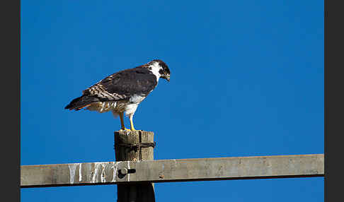 Augurbussard (Buteo augur)