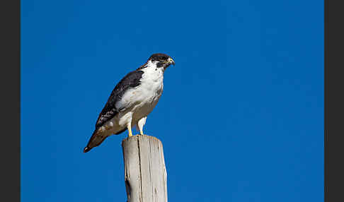 Augurbussard (Buteo augur)