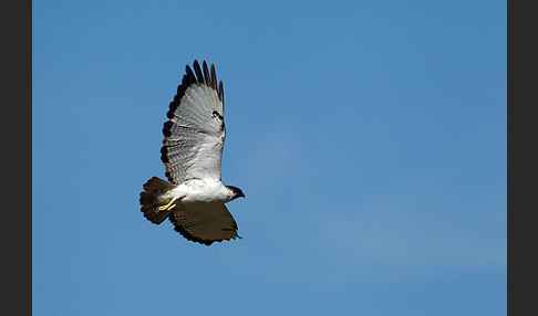 Augurbussard (Buteo augur)