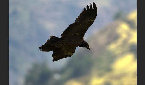 Bartgeier (Gypaetus barbatus)