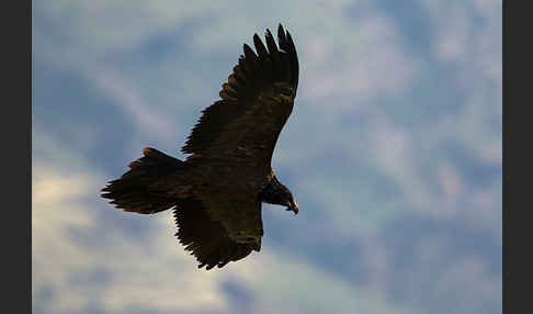 Bartgeier (Gypaetus barbatus)