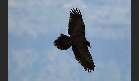 Bartgeier (Gypaetus barbatus)