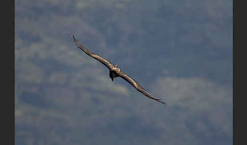 Bartgeier (Gypaetus barbatus)