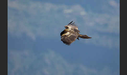 Bartgeier (Gypaetus barbatus)