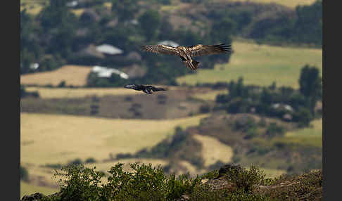 Bartgeier (Gypaetus barbatus)