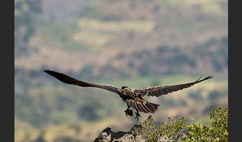 Bartgeier (Gypaetus barbatus)