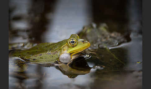 Grünfrosch (Pelophylax spec.)