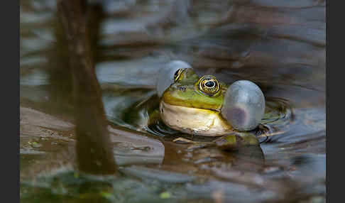 Grünfrosch (Pelophylax spec.)