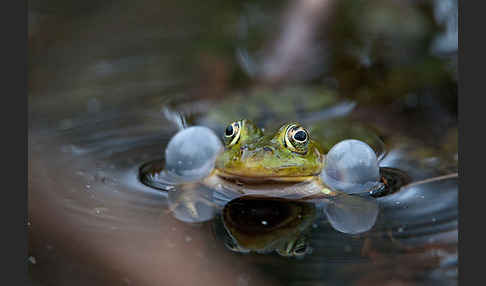 Grünfrosch (Pelophylax spec.)