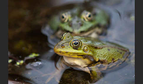 Grünfrosch (Pelophylax spec.)