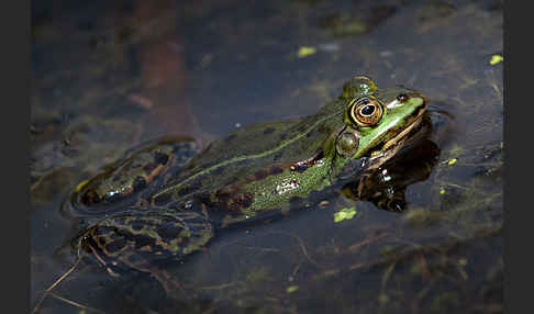 Seefrosch (Pelophylax ridibundus)