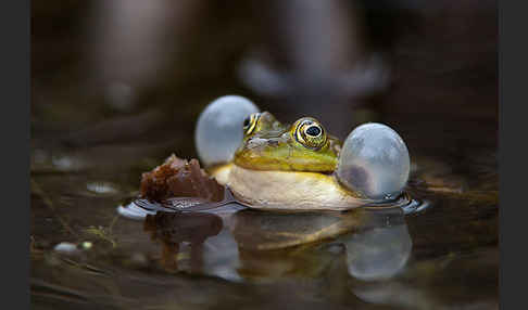 Grünfrosch (Pelophylax spec.)