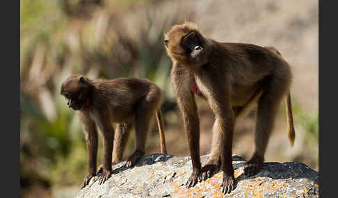 Blutbrustpavian (Theropithecus gelada)